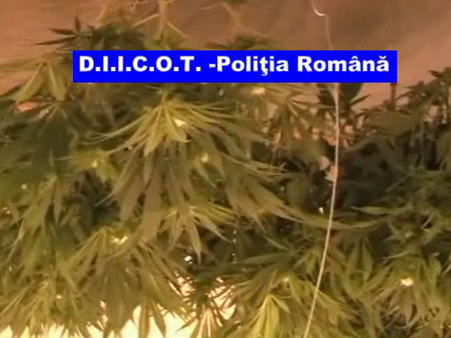 Foto: Plante de cannabis